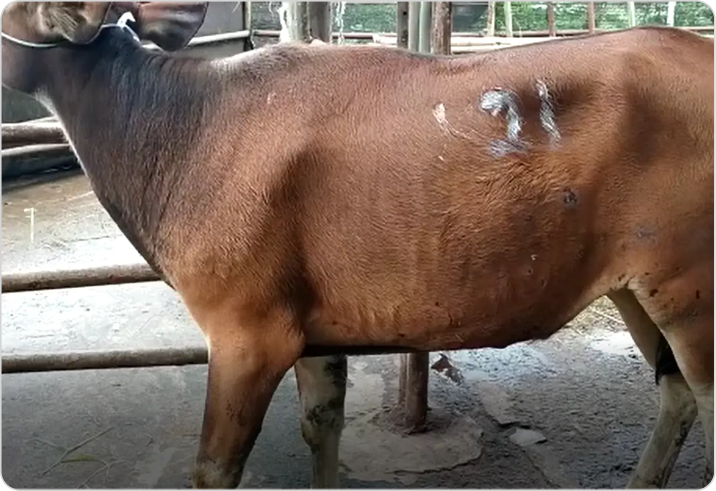 cow-detail